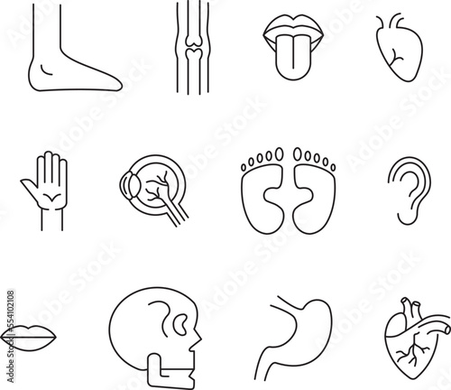 organs  of the body icons collection