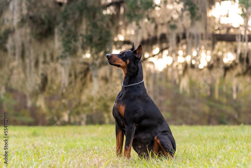 Doberman Pinscher outdoors at a park. beautiful female dobie outside at sunset. Small crop ears with chain. Black and rust, tan dog outside. purebred dog portrait. 