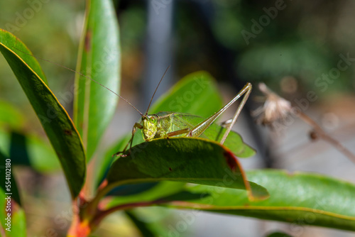 Close up of grasshopper on a leaf © dfriend150