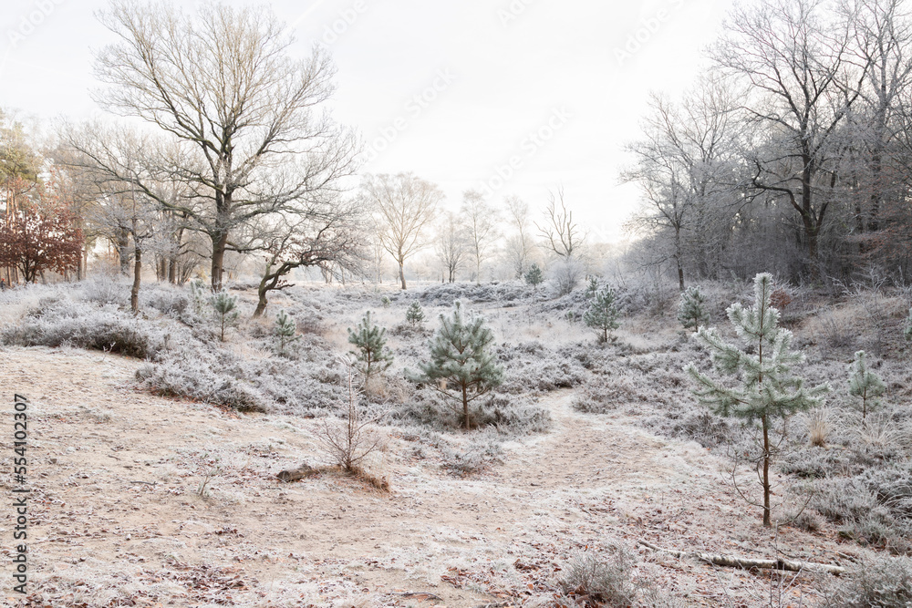 Winter natural landscape with white birch trees and frozen heather plants.