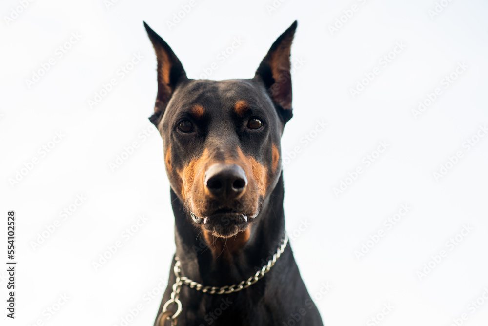 Doberman Pinscher outdoors at a park. beautiful female dobie outside at sunset. Small crop ears with chain. Black and rust, tan dog outside. purebred dog portrait. 