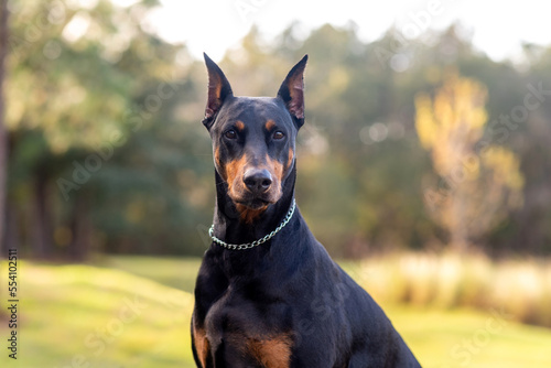 Doberman Pinscher outdoors at a park. beautiful female dobie outside at sunset. Small crop ears with chain. Black and rust, tan dog outside. purebred dog portrait.  photo