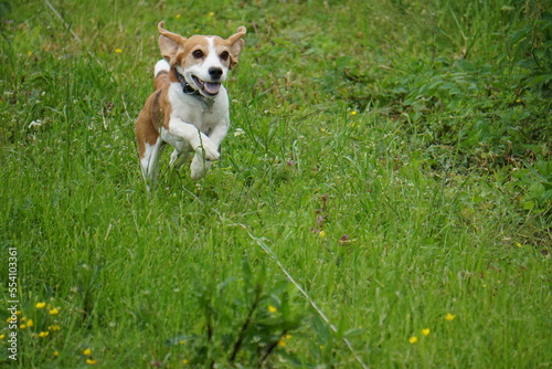 beagle run