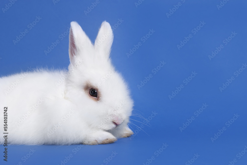 Fluffy white rabbit on blue background, space for text. Cute pet