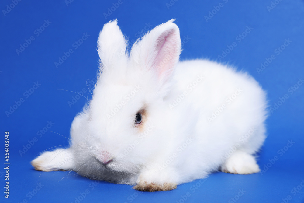 Fluffy white rabbit on blue background. Cute pet Fluffy white rabbit on blue background. Cute pet