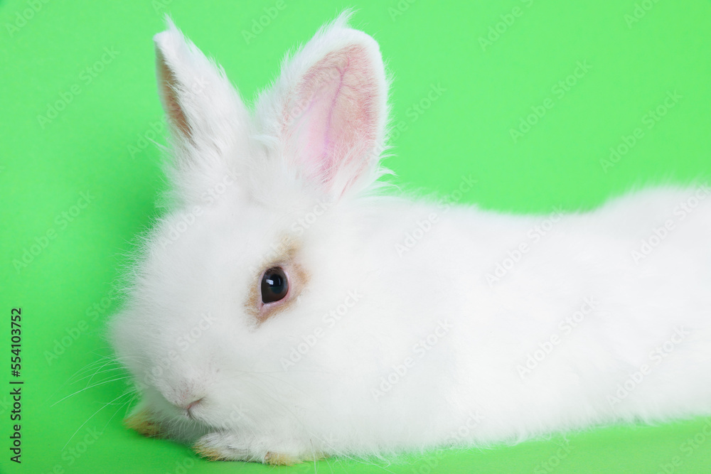 Obraz premium Fluffy white rabbit on green background, closeup. Cute pet