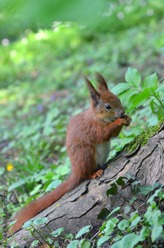 Red cute squirrel in the spring park. Redhead european squirrel with white tummy sits on a trunk at the bottom of a tree and eats a nut . close up photo. Free copy space Red cute squirrel in the spring park. Redhead european squirrel with white tummy sits on a trunk at the bottom of a tree and eats a nut . close up photo. Free copy space