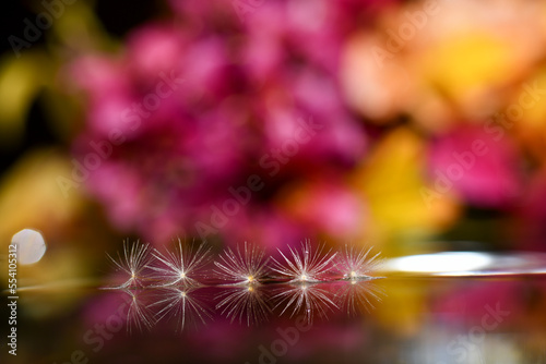 Flive dandelion seeds floating © dfriend150
