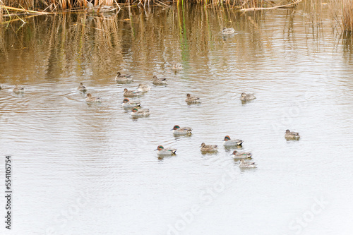 Wild ducks mallard on the Mert Lake. Igneada district. Turkey.