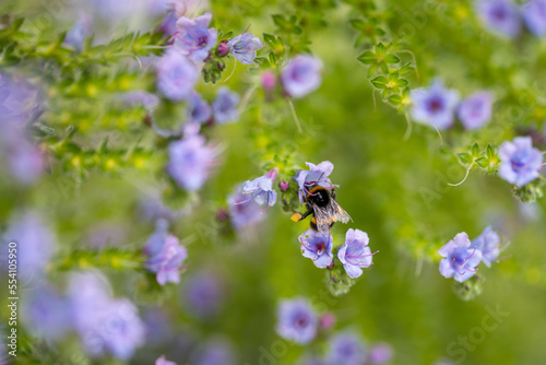 Quadro em tela bumblebee on a flower in a garden. bee in a native bushland