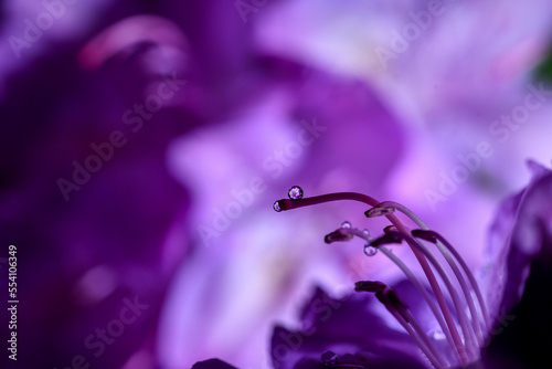 Macro of water drops and flowers