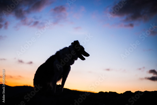 Dog Silhouettes on Mountain Top