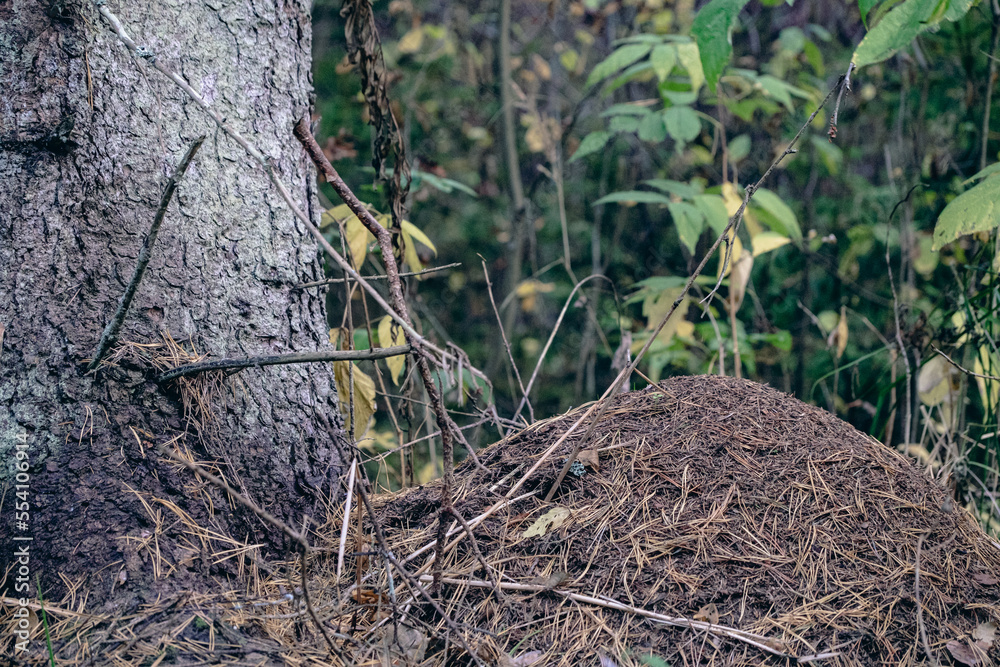 Anthill. House of ants near a tree trunk in the forest Anthill. House of ants near a tree trunk in the forest