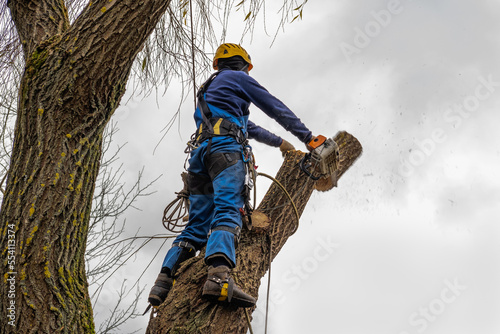 professional standing and cutting, arborist pruning, removing a log safely. tree surgeon working using old chainsaw falling, standing multiple ropes, equipment. autumn cloudy sky