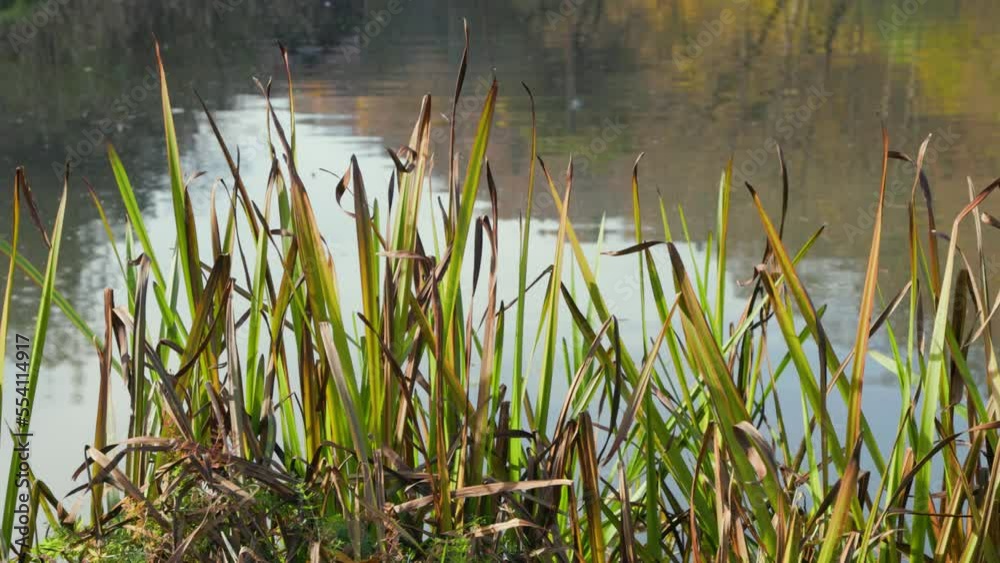 Green and yellow grass near the pond in the autumn forest. Lake in the natural park. Green and yellow grass near the pond in the autumn forest. Lake in the natural park.