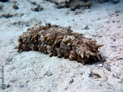 red sea fish and coral reef