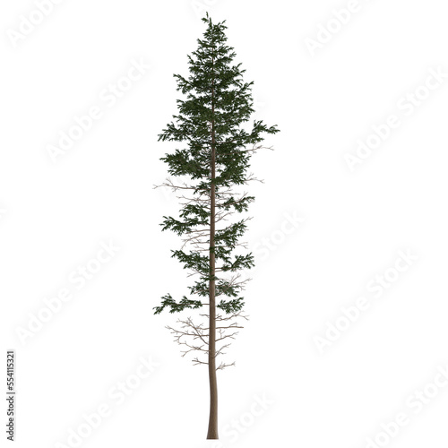 pine tree on isolated empty background