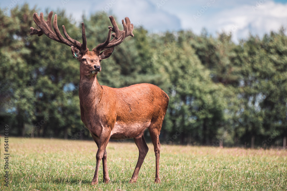 Fototapeta premium deer in the woods