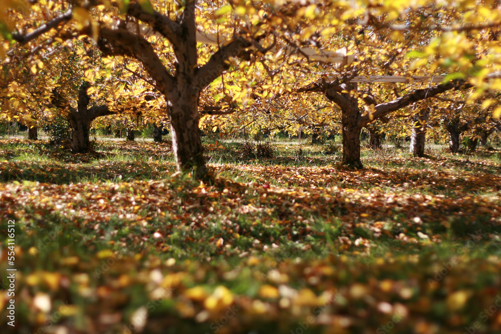 autumn in the park autumn in the park