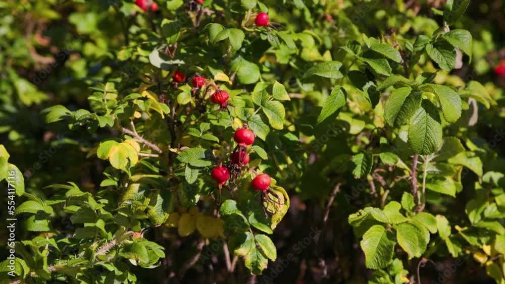 Rosehip berries in the wind in sunny weather. Rosehip berries in the wind in sunny weather.