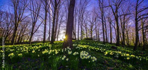 Daffodil Hill at Lake View Cemetery in Ohio