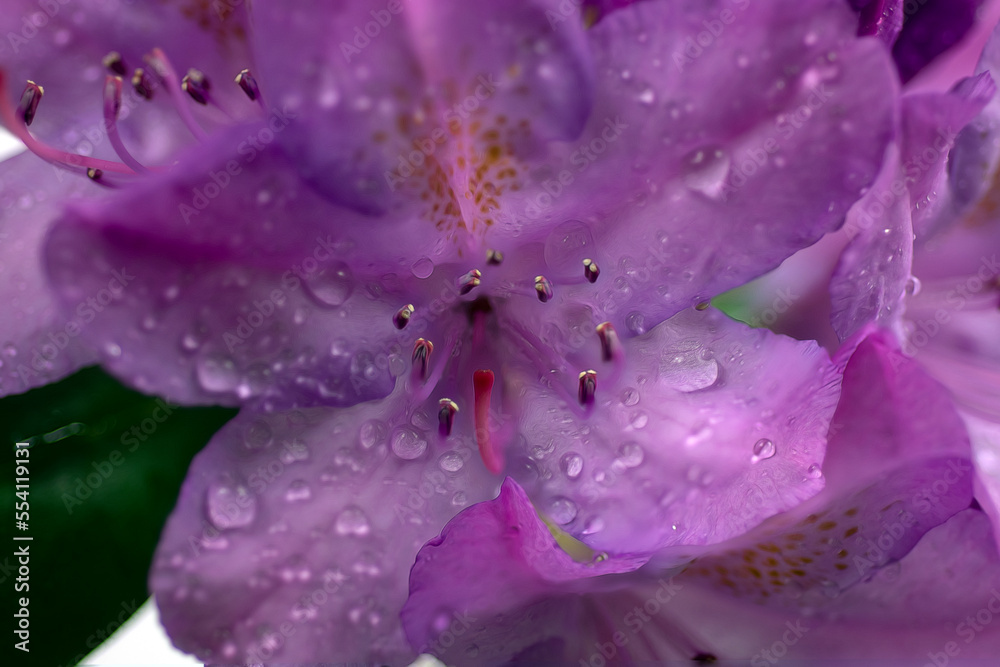 Close up of Rhododendron flower after a rain