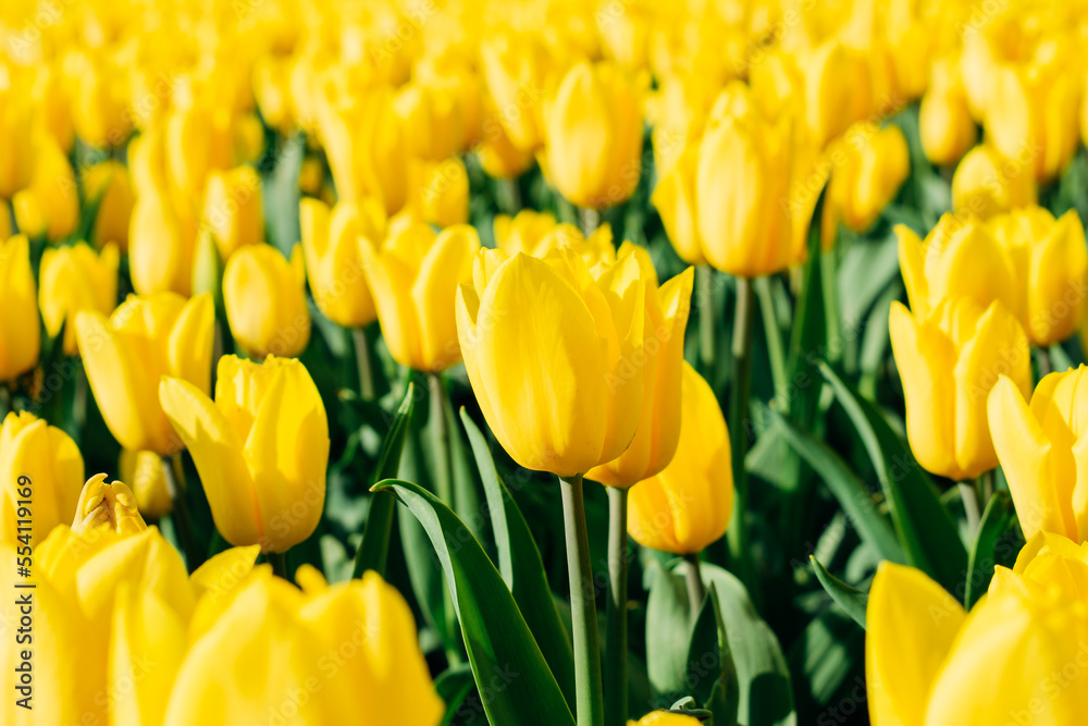 Obraz premium Beautiful flowers. Spring and summer flowers. Botany. Warm. Plants.