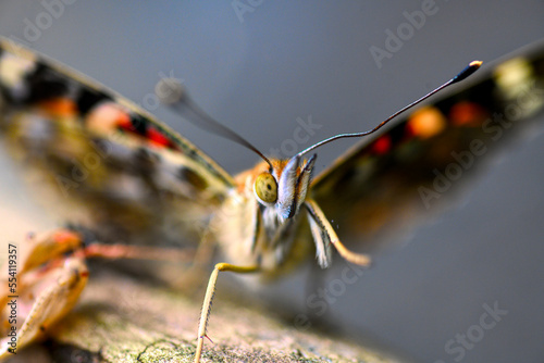 Painted lady butterfly on branch 