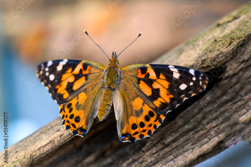 Canvas Print Painted lady butterfly on branch