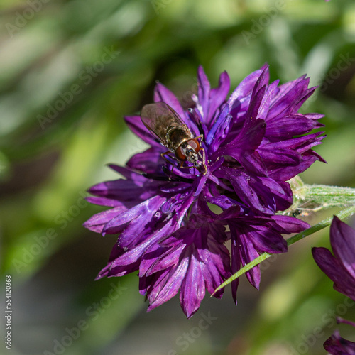 Fly collecting pollen from a purple cornflower wildflower photo