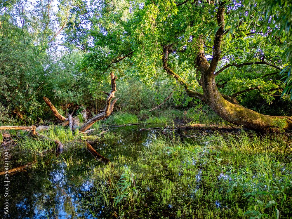 Fototapeta premium Kleiner See im Wald