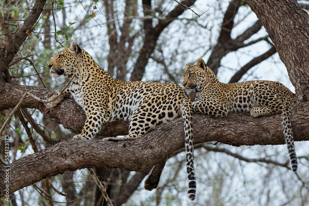Leopard mother with cub in the tree hiding for a hyena in Sabi Sands Game Reserve in the greater Kruger region in South Africa Leopard mother with cub in the tree hiding for a hyena in Sabi Sands Game Reserve in the greater Kruger region in South Africa