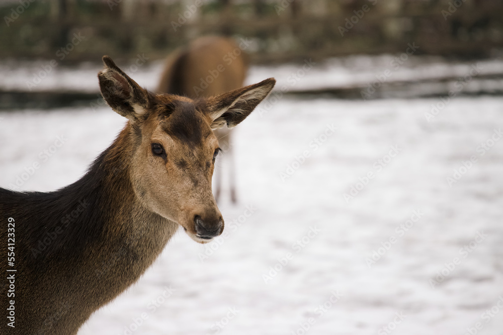 Portrait of a deer in a winter scenery. Portrait of a deer in a winter scenery.