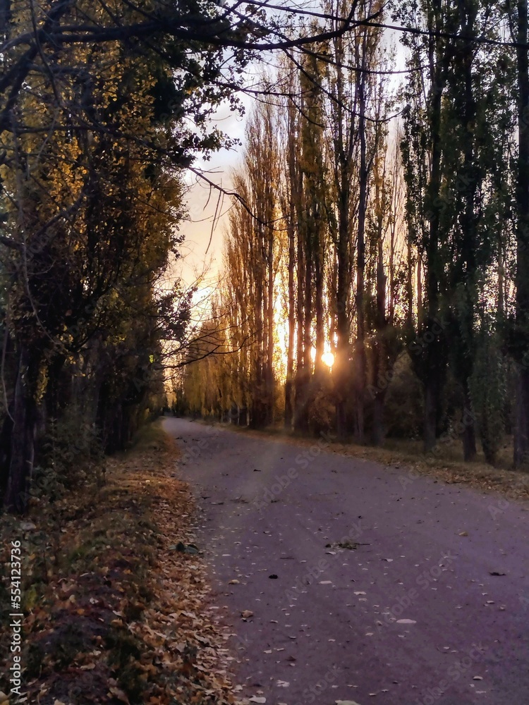 Fototapeta premium autumn in the forest