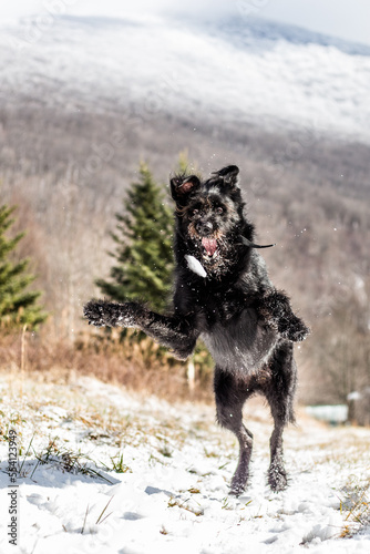 Wild Black Dog in Snow