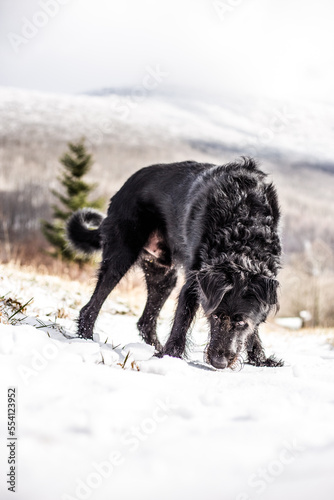 Wild Black Dog in Snow