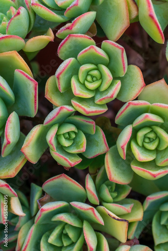 Background of green succulents rosettes photo