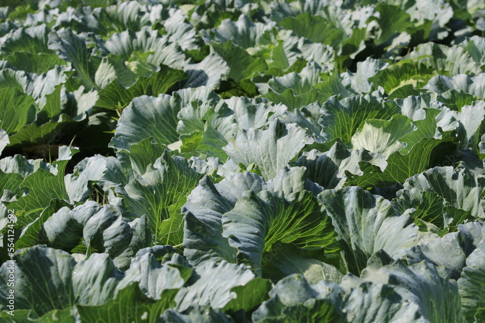 Background of big cabbages on the field. Ripe harvest from a farm in Lombok, Indonesia Background of big cabbages on the field. Ripe harvest from a farm in Lombok, Indonesia