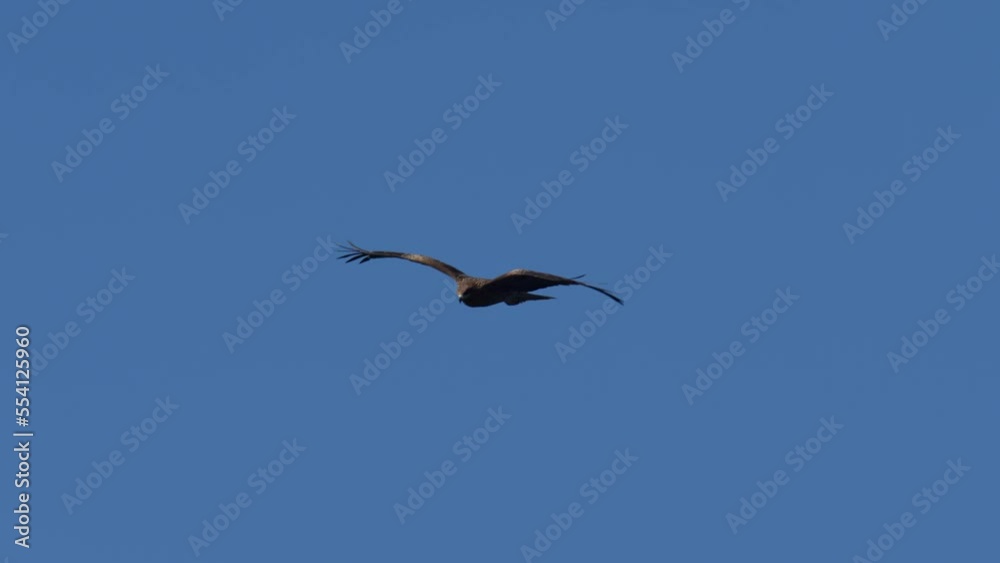 black kite in flight black kite in flight