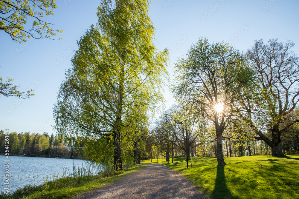 Fototapeta premium path between the trees in the park in spring