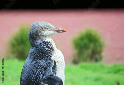 Penguin chick in right profile - Yellow eyed penguin - New Zealand photo