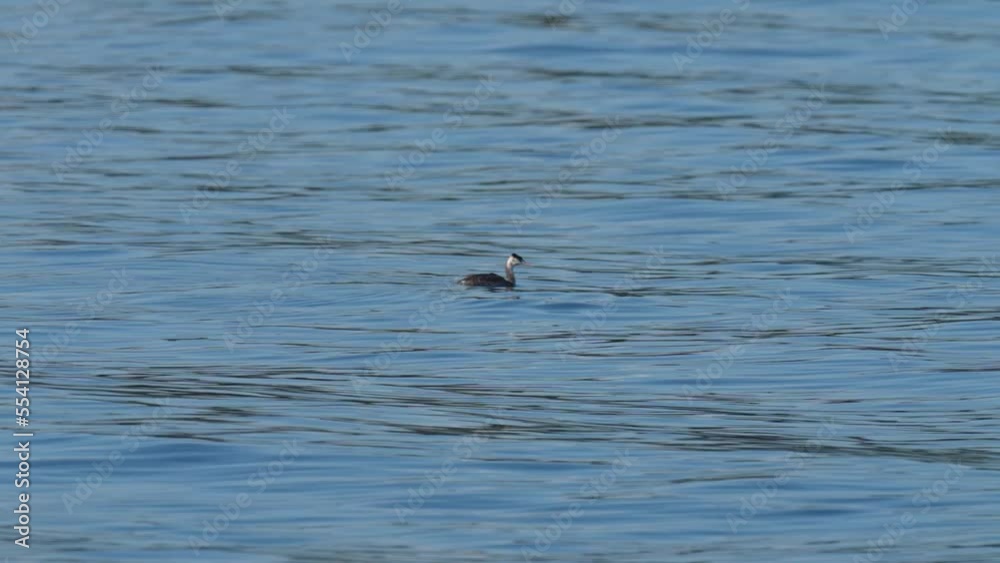 great crested grebe in a sea great crested grebe in a sea