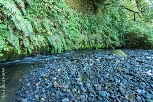 Stony stream overhung by natural trees and ferns with mosses growing on edge and rock photo