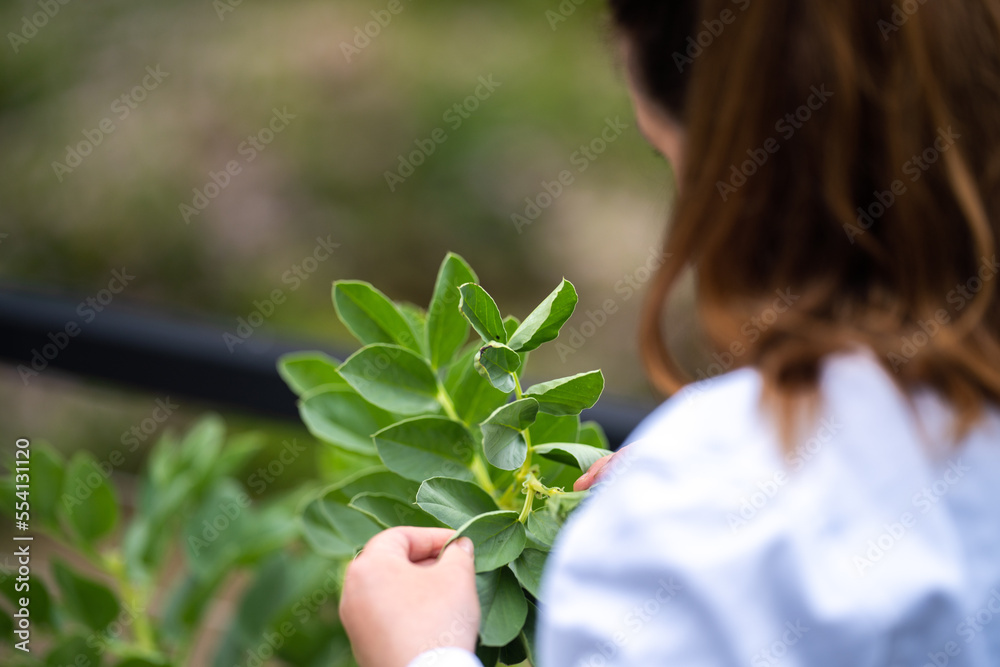 female farmer studing and growing plants female farmer studing and growing plants