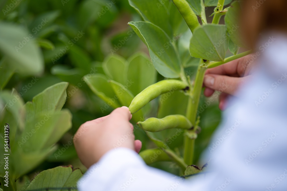 female farmer scientist researching plants and agricultural research female farmer scientist researching plants and agricultural research