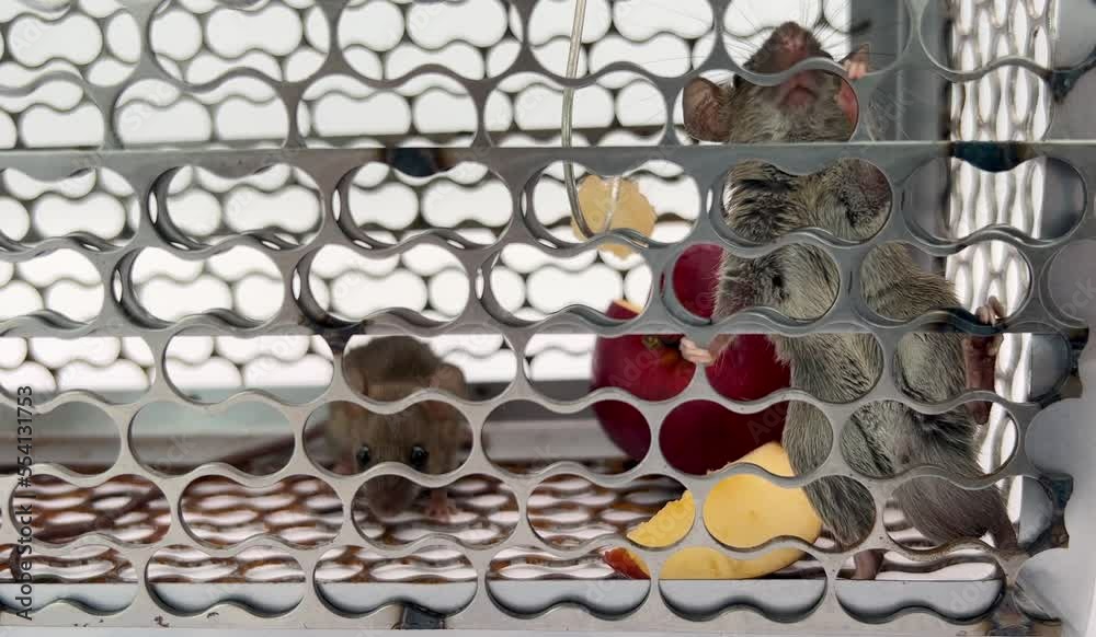 Two rat in cage,Plague,Rats are carriers of the disease.Rat eating an apple. StockVideo Adobe