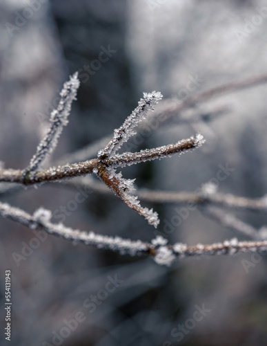 Frozen brown tree branches