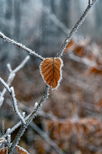 Frozen leaves in the winter