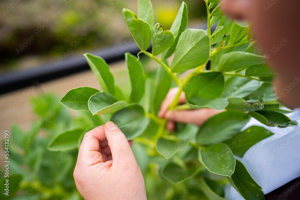 female farmer studing and growing plants female farmer studing and growing plants