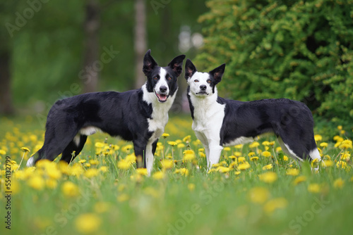 Two adorable black and white short-haired Border Collie dogs (male and female) posing together standing on a green grass with yellow dandelion flowers in summer